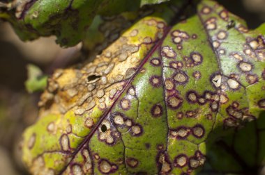 pancar hasta yaprakları