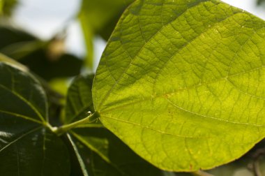 Yeşil fasulye yaprakları