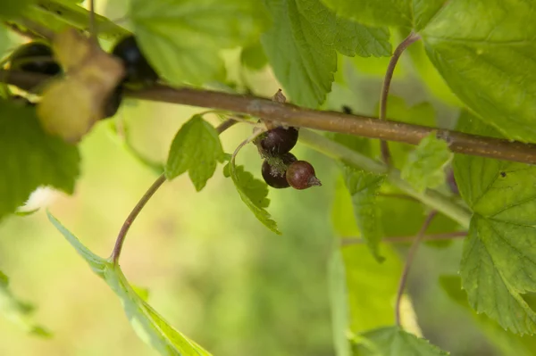 Schwarze Johannisbeere — Stockfoto