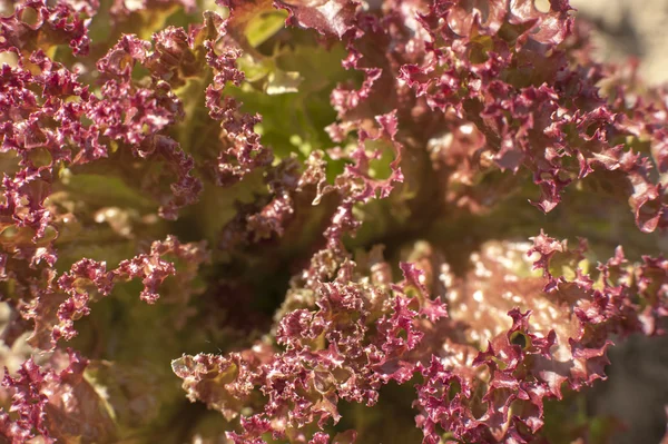 Rote Salatblätter — Stockfoto