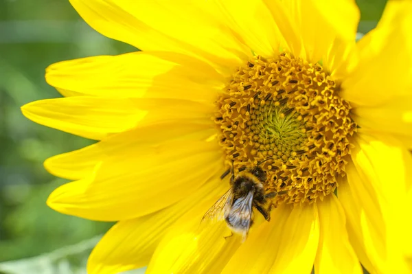 Bloeiende zonnebloem — Stockfoto