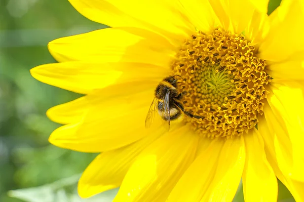 Bloeiende zonnebloem — Stockfoto