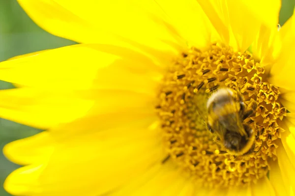 Blühende Sonnenblume — Stockfoto