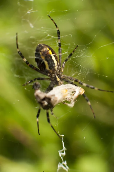 Araignée sur l'attaque d'insectes — Photo