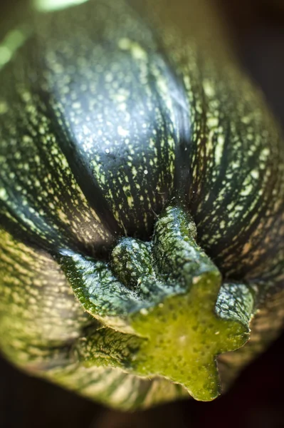 Yeşil kabak — Stok fotoğraf
