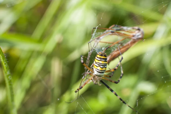 Araignée sur l'attaque d'insectes — Photo