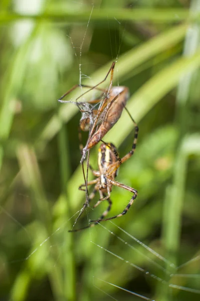 Araignée sur l'attaque d'insectes — Photo