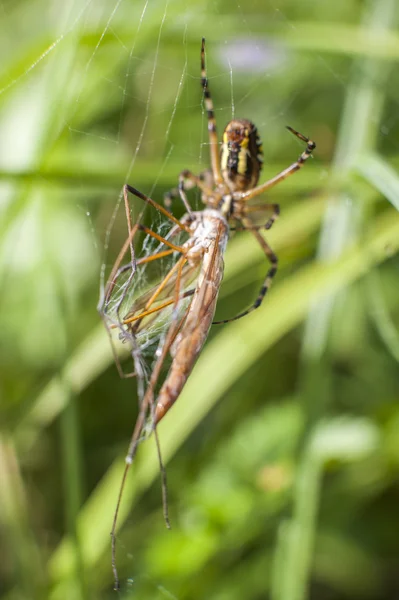 Araignée sur l'attaque d'insectes — Photo