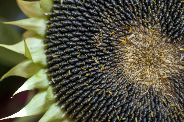 Olgun ayçiçeği — Stok fotoğraf