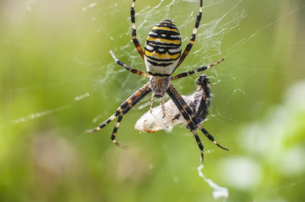 Spider on insect attack — Stock Photo, Image