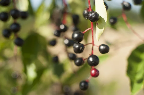 Frutos da Aronia — Fotografia de Stock