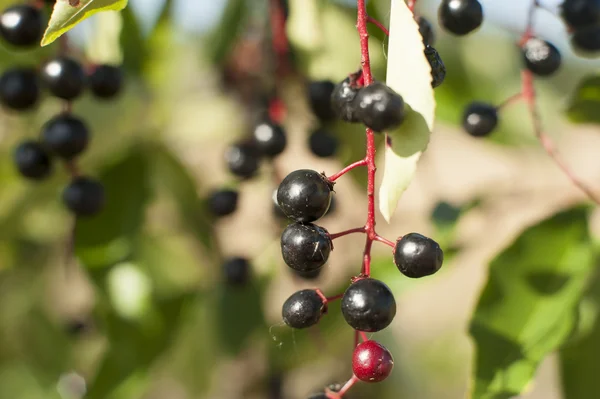 Aronia-Früchte — Stockfoto