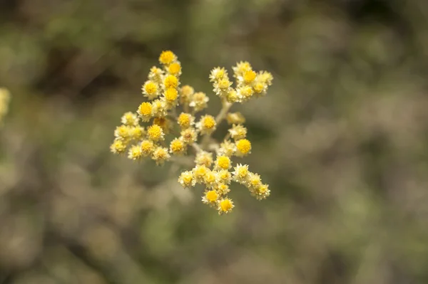 Vilda blommor — Stockfoto