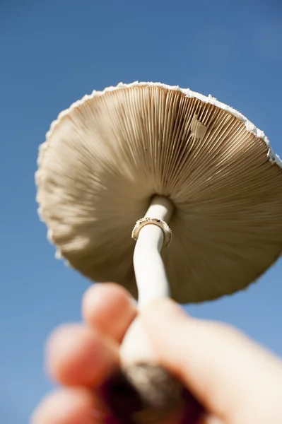 Toxic mushroom — Stock Photo, Image