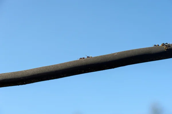 Hormigas marchando a las líneas negras — Foto de Stock
