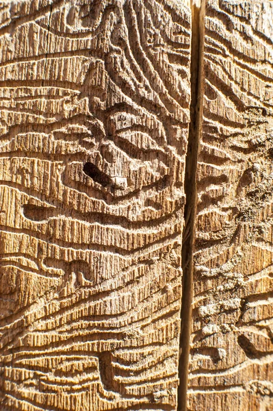 Corridors bark beetles — Stock Image Corridors bark beetles Stock Picture