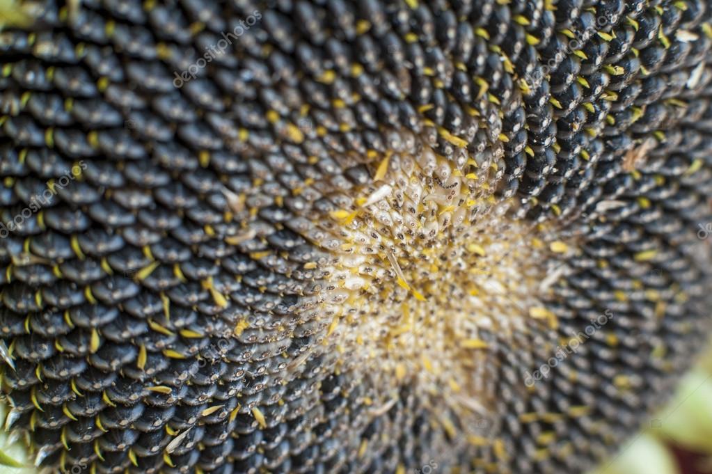 Large Mature Sunflower With Ripe Black Seeds Stock Photo