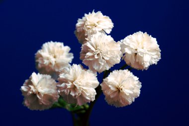 Beyaz gypsophila