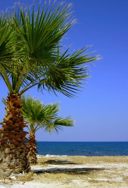 plajda, zakynthos Adası palmiye ağacı