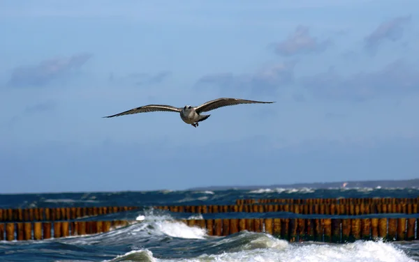 Seagull in the fly, Poland — Stock Photo, Image