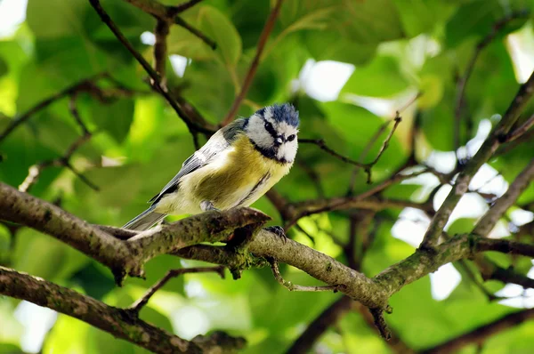 Teta azul en rama de árbol — Foto de Stock