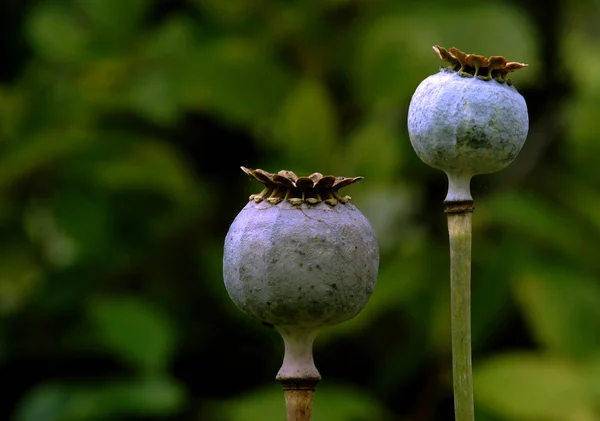 Papaver - duas cápsulas de sementes — Fotografia de Stock