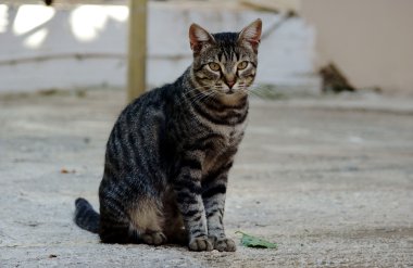 Gri kedi portresi