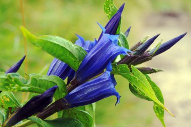 Willow Gentian flowers in mountains clipart