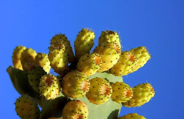 Гребной кактус на острове Корфу — стоковое фото