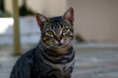 Gri kedi portresi