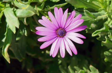 Korfu Adası'osteospermum çiçek