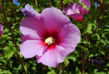 pembe hibiscus Korfu Adası