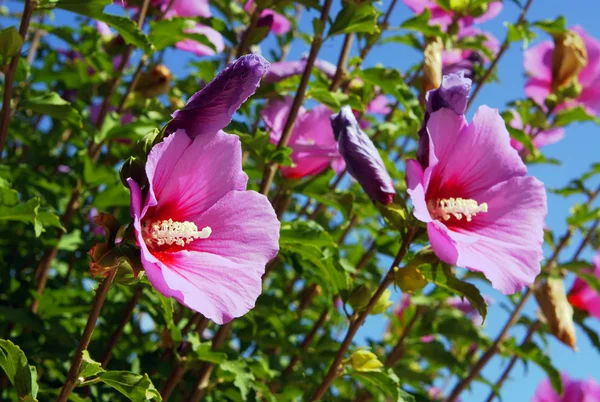 Ibisco rosa sull'isola di Corfù — Foto Stock