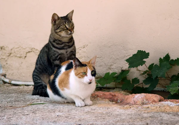 Dois gatos agradáveis na Grécia — Fotografia de Stock