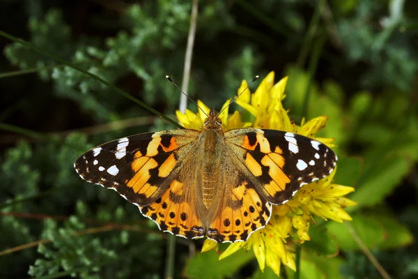 Schmetterling gemalte Dame — Stockfoto