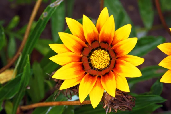 Желтый цветок в саду — стоковое фото