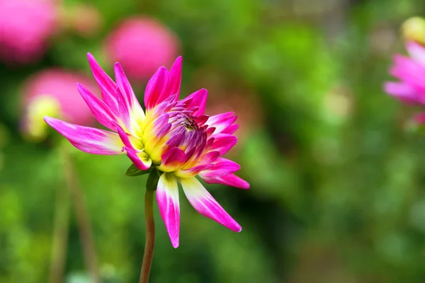 여름에는 정원에서 핑크 달리아 꽃 — 스톡 사진