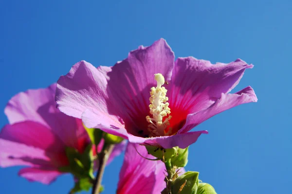 Hibiscus różowy na wyspie Korfu — Zdjęcie stockowe