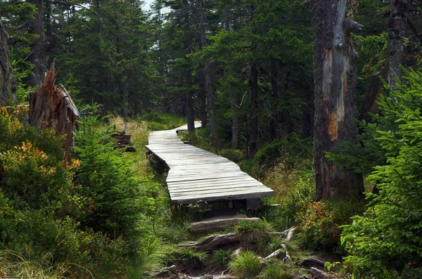 Sentier en bois dans les montagnes — Photo