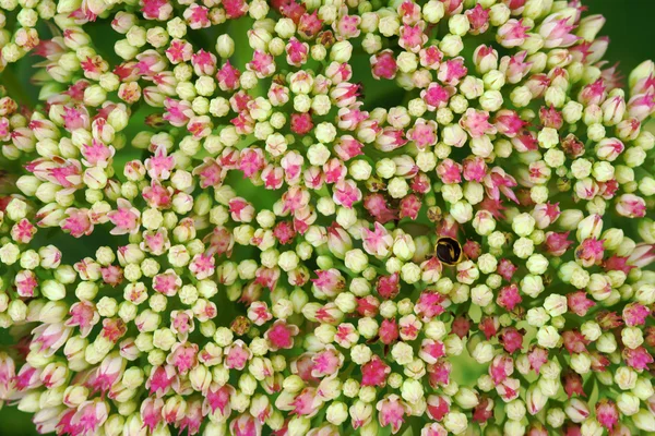 Hortensienblüte im Garten im Sommer — Stockfoto