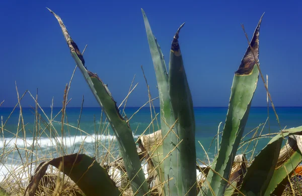 Agawa na plaży — Zdjęcie stockowe