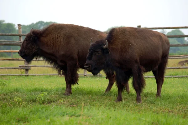 Two American bisons on meadow — Stock Photo, Image