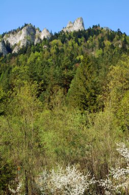 beyaz taş ve pieniny ilkbaharda, orman