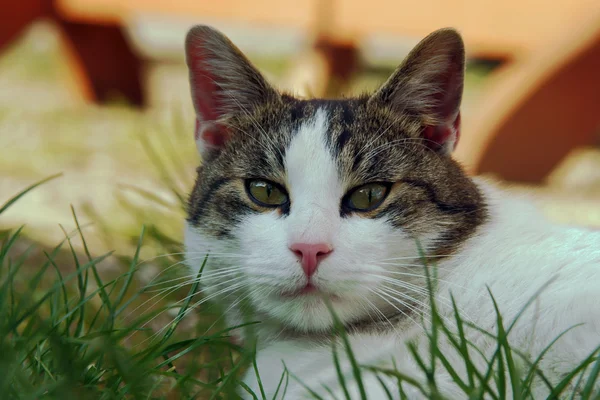 Graue Katze im Gras — Stockfoto