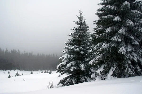 Schneebedeckte Fichten in den Karpaten — Stockfoto