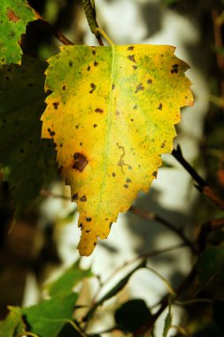 Huş ağacı yaprak Güz