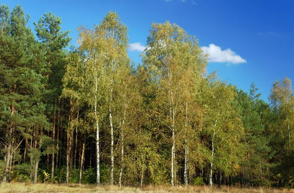 Björk grove i höst — Stockfoto