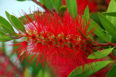 Korfu Adası'kırmızı callistemon