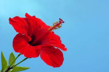 Kırmızı hibiscus Korfu Adası