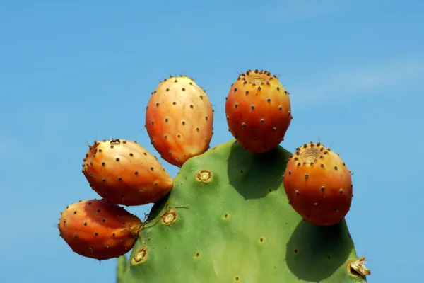 Paddla kaktus i Korfu — Stockfoto